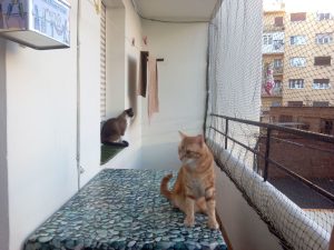 Catio Leroy Merlin: La solución ideal para ofrecer un espacio seguro y divertido a tus gatos en casa