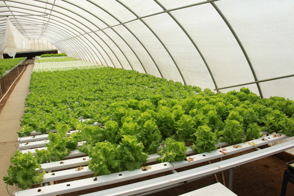 Invernadero Aki: La mejor opción para cultivar tus propias plantas en casa y disfrutar de una vida más verde