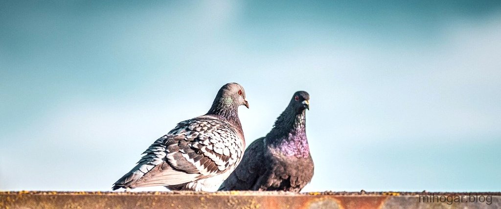 Pinchos antipalomas Alcampo: la solución perfecta para mantener alejadas a las aves indeseadas de tu hogar o negocio