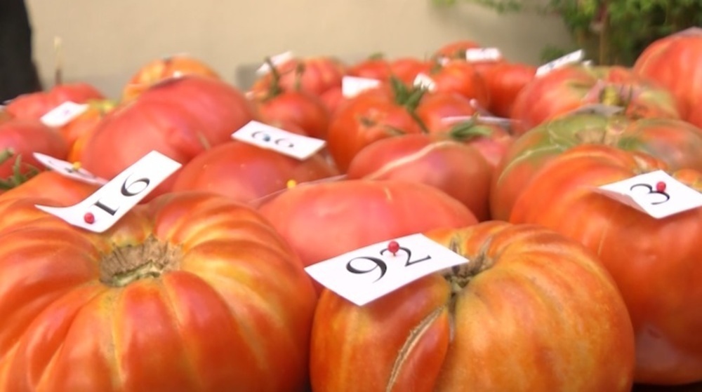 Semillas de tomate feo de Tudela: ¡la mejor opción para cultivar tus propios tomates de calidad!